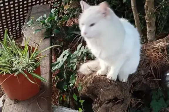 Gato Blanco Perdido: Ojos Verde y Azul en Barcelona