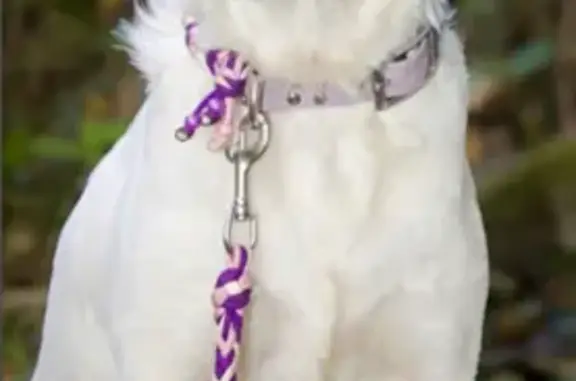 Chien perdu : Setter blanc tacheté, collier rose - photo