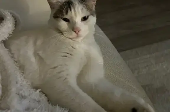 Chat perdu, très sociable à Barberaz - photo