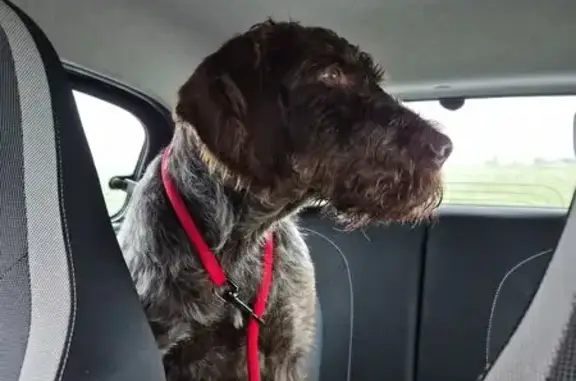 Animaux trouvés Châtillon-Coligny, photo: Chien errant trouvé à Châtillon-Coligny