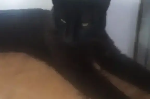 Animaux perdus Nouvelle-Aquitaine, photo: Chat noir 1 an perdu, plaies, sociable