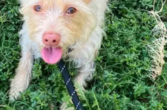 Missing dog California City, photo: Lost Dog: Swift, Golden Terrier Mix