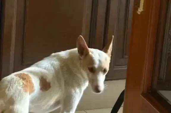 Perros perdidos, , foto: ¡Urgente! Perro perdido en Granada: necesita operación