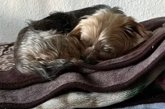 Perro Perdido en Montroy: ¡Ayúdanos a Encontrarlo!