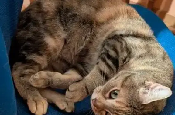 Chat trouvé , photo: Jeune chatte écailles trouvée à Chaintreaux