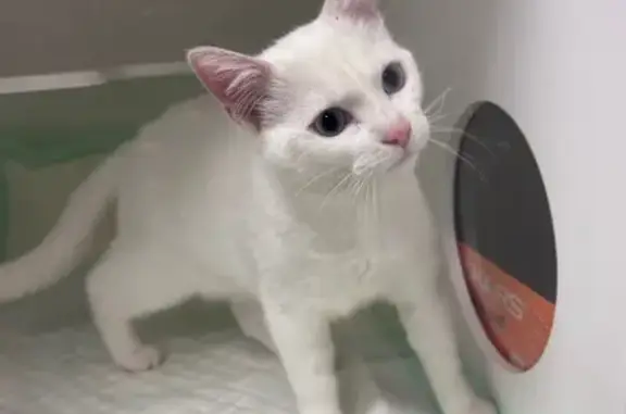 Animaux trouvés , photo: Chatte blanche trouvée à Quimper