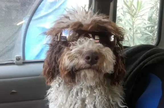 Chien perdu Laudun-l'Ardoise, photo : Chiens perdus à Laudun-l'Ardoise