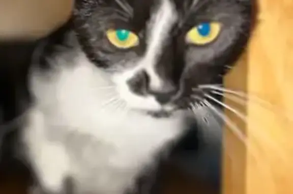 Animaux perdus , photo: Chatte perdue noire/blanche, Vézac