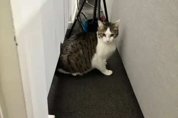 Missing cat Hornsby Shire, photo: Lost: Timid Tabby Cat Amy in Hornsby