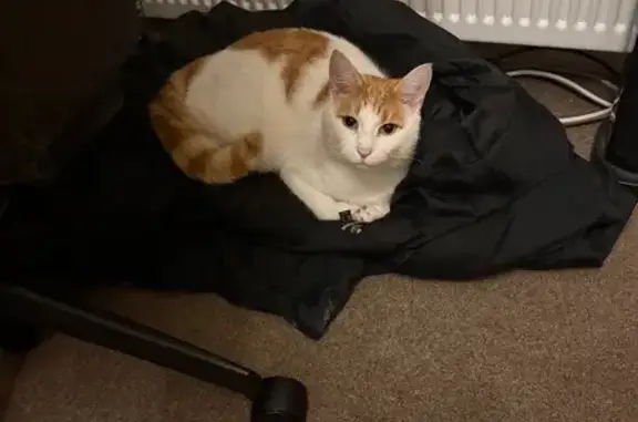 Help Find Our Missing Ginger Cat!