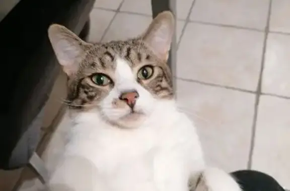 Animaux perdus Sernhac, photo: Chat perdu blanc et gris à Sernhac