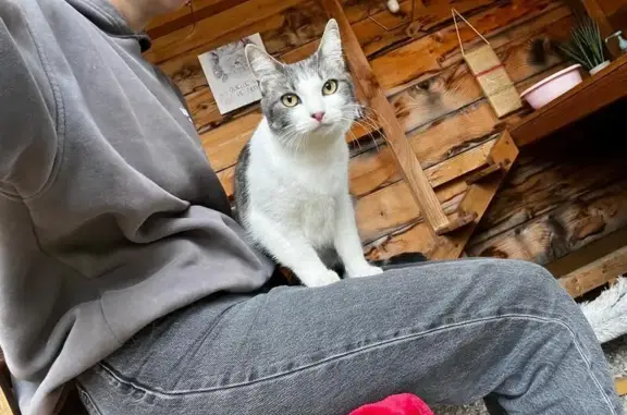 Chat perdu, Le Lavandou, photo: Chatte perdue : grise/blanche, tâche noire