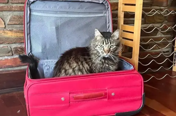 Lost pets Johannesburg, photo: Lost Fluffy Tabby: Gerard St, JHB