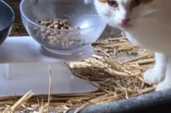 Animaux trouvés , photo: Jeune chat roux et blanc trouvé