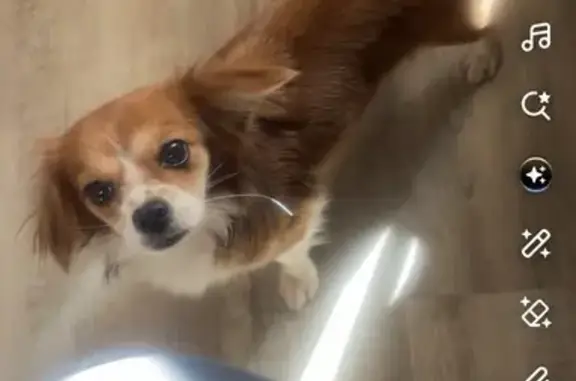 Help Find Playful Chiquis: Missing Pup