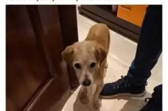 Perro Hallado en Las Gabias co...