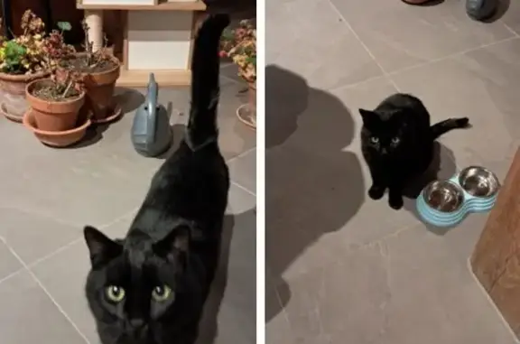Animaux trouvés , photo: Chat noir adulte trouvé à Villard