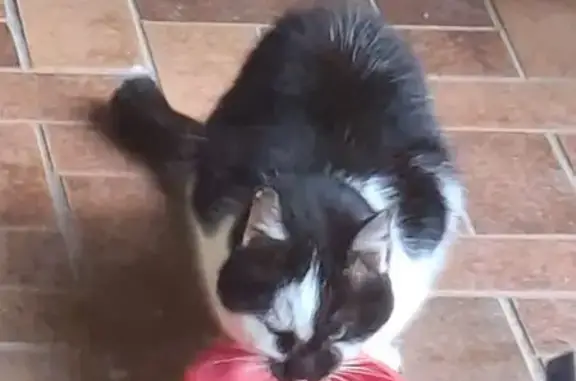 Chat trouvé , photo: Chatte noire et blanche trouvée à Mittainville