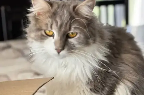 Chatte perdue à Saintes : blanche et grise - photo