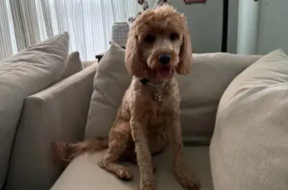 Lost Copper Dog: Riley Missing in Indian Trail