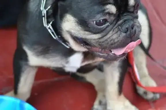 Lost Mini French Bulldog: Grey & Black