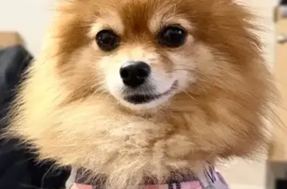 Lost Dog: Friendly & Fast, Brighton Beach