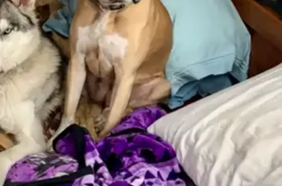 Lost Dog: Beige Blonde on County Rd 911