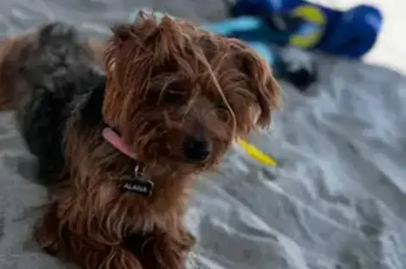 Lost Yorkie Alana: Help Find Her in Monroe