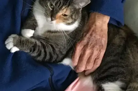 Lost Grey Cat: Raccoon-Like Tail, Winchester