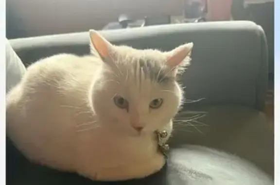 Lost Cat: White & Gray, Bunkerhill KS