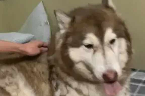 Lost Friendly Dog: Reddish Brown & White