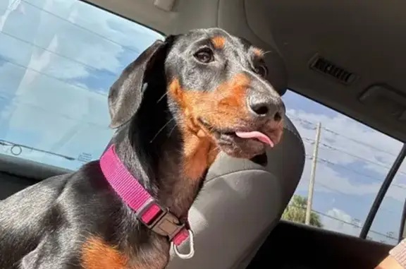 Lost Dachshund on Alam Ave, North Port