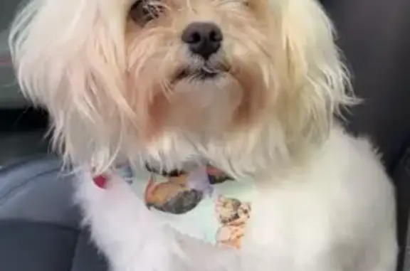 Lost Dog: White & Tan, Blue Collar, LR