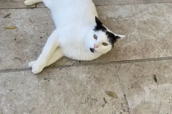 Chat trouvé , photo: Chat trouvée à Villeneuve-sur-Lot