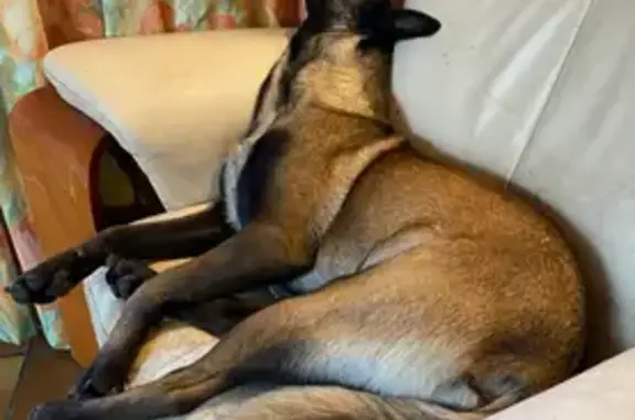 Animaux perdus Neuvy-sur-Barangeon, photo: Petite Malinois perdue Route de Bourges