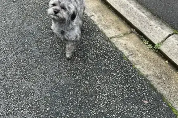 Chien trouvé , photo: Chien gris frisé trouvé à Bailleul-sur-Thérain