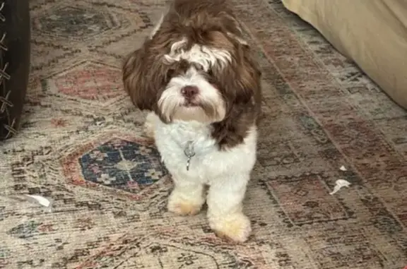 Lost Shih Tzu Mix: Ferren Trail, Searcy