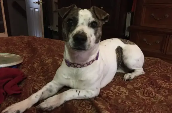 Lost Jack Russell: Brindle Spots & Brown Ears