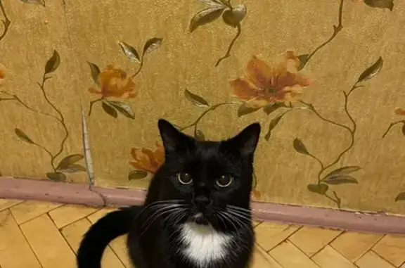 Кішки загублені, , фото: Зникла кішка в Новоселиці: допоможіть знайти!