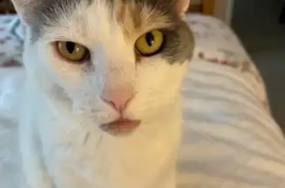 Help Find Charlie: Missing Cat Alert!