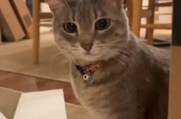 Missing cat Dallas, photo: Lost Grey Cat on Chevy Chase Ave, Dallas