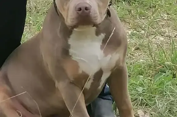 Chien perdu: American Bully tricolore 46kg - photo