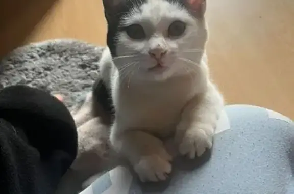 Animaux trouvés , photo: Chat blanc et noir trouvé à Iffendic