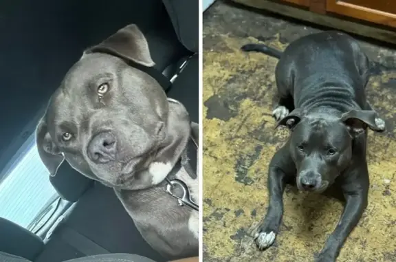 Help Find Tyson: Friendly Blue Pitbull Lost