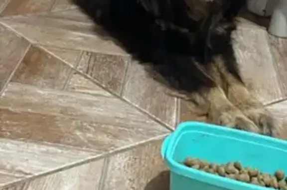 cachorro desaparecida