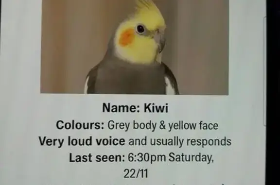 Lost pets Salisbury, photo: Missing Bird: Grey Body, Yellow Face