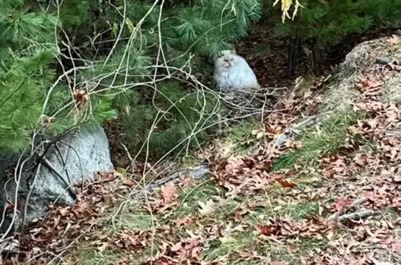 Found Long-Haired Cat in Blue...