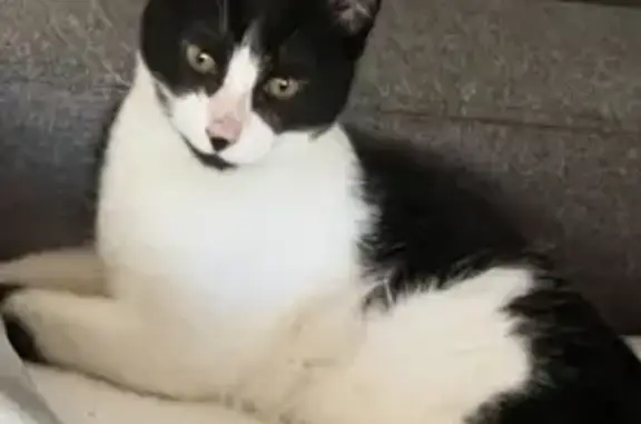 Chat noir et blanc perdu à Toulouse - photo