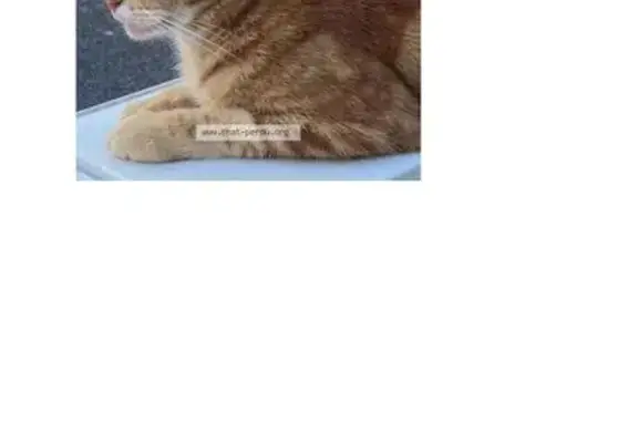 Animaux perdus Saint-Herblain, photo: Chatte tigrée rousse perdue à Saint-Herblain