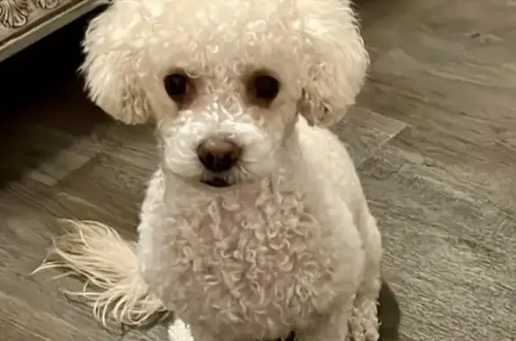 Lost Dog: Fluffy White Coat, Black Nose